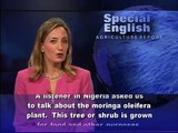 The Many Uses for the Moringa Oleifera Plant