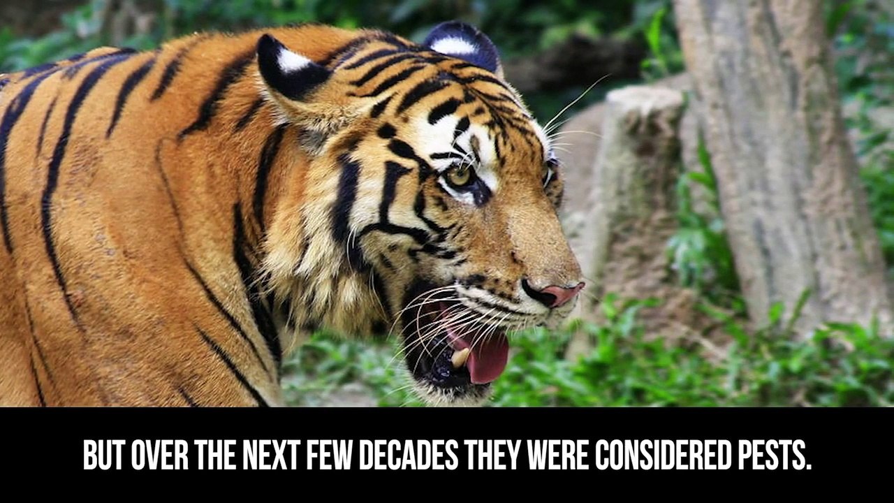 10 Rare Endangered Species Soon To Be Extinct