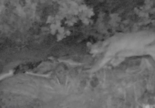 Mountain Lion Revisits Dead Mule Deer for Late-Night Snack at Joshua Tree National Park