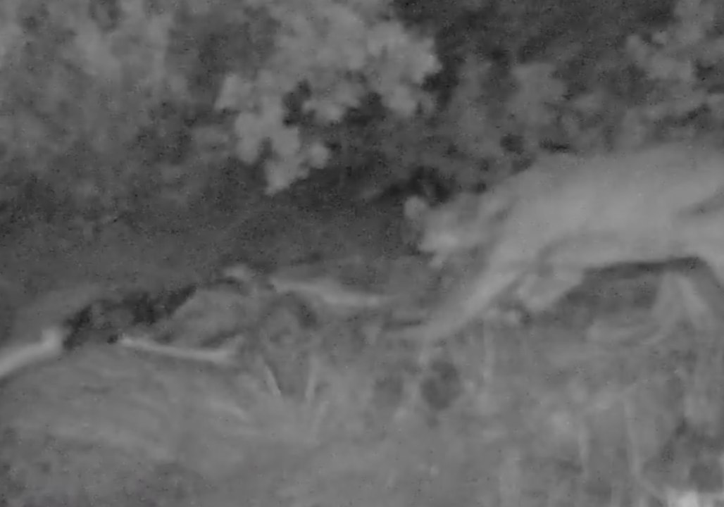 Mountain Lion Revisits Dead Mule Deer for Late-Night Snack at Joshua Tree National Park