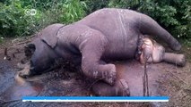Rangers colluding with elephant poachers in Tanzania | DW English