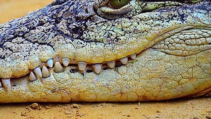 Unbelievable Pets People Actually Own