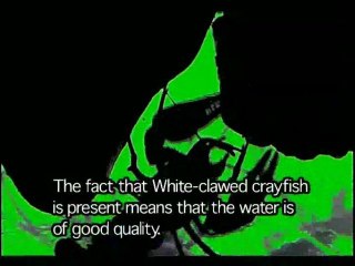 The enemies of the White-clawed crayfish