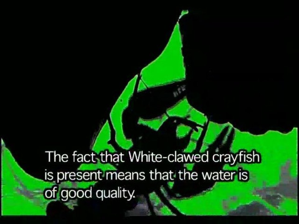 The enemies of the White-clawed crayfish
