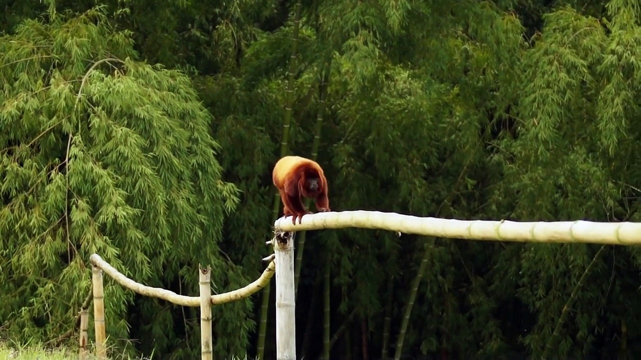 Howler Maymunu Fauna Finlandia