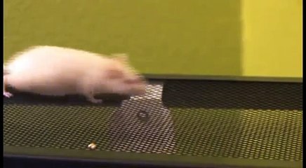 Even More Mice Running For Your Cat To Watch!