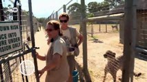 Endangered cheetahs in South Africa | Global 3000