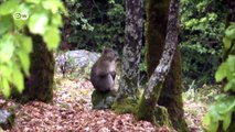 Saving Africa's Barbary macaques | Eco-at-Africa