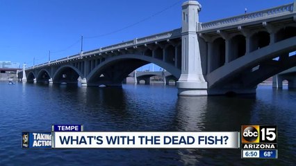 Dead fish still popping up at Tempe Town Lake
