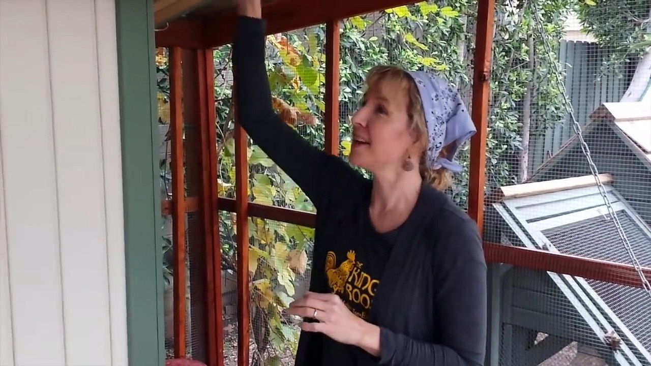 Backyard Chickens 101