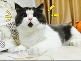 「ベスト猫ドッキリ」何回見ても笑っちゃう猫ハプニング・可愛い過ぎる #2