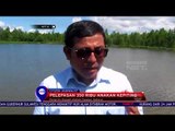 Pelepasan 350 RIbu Anak Kepiting  NET 10