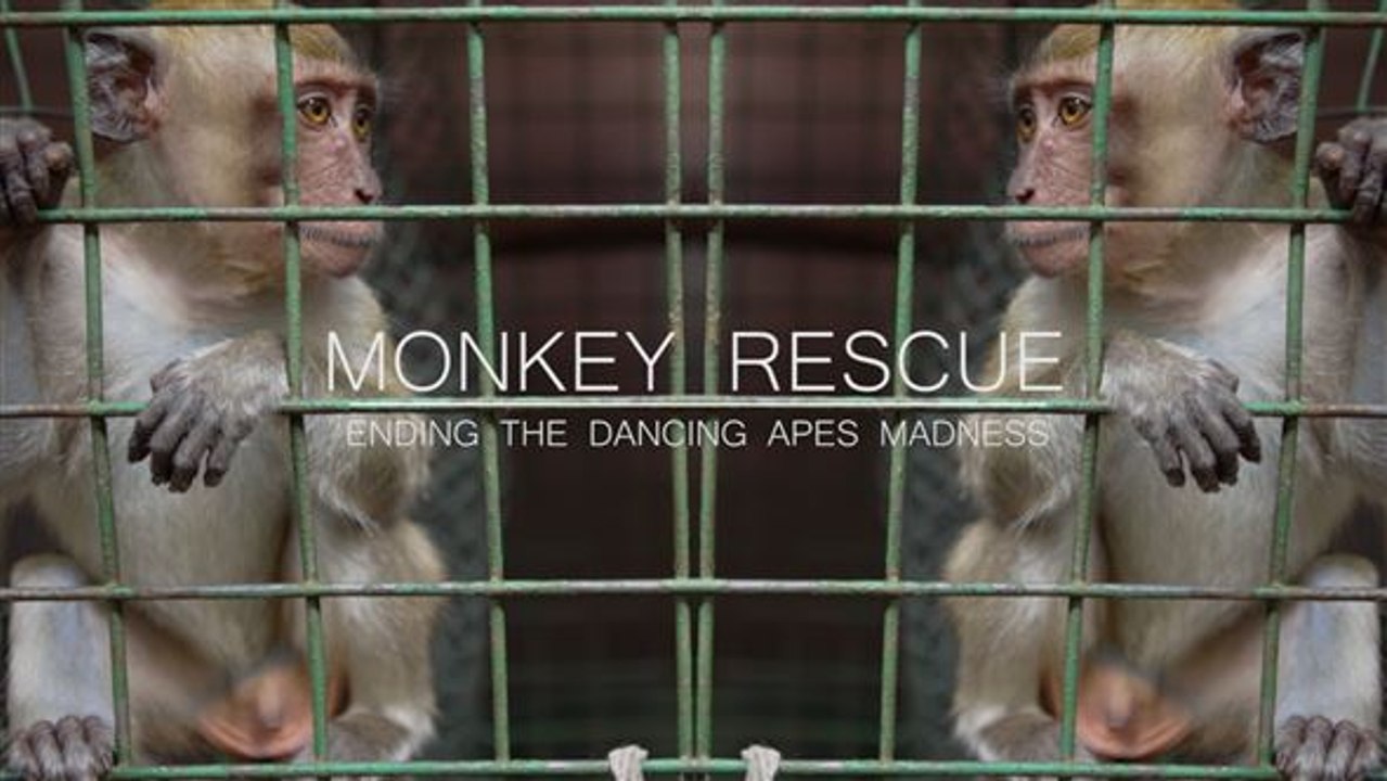 Monkey Rescue