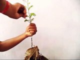 How GrowTamarind Bonsai from Seed /इमली का बोन्साई बीज से कैसे उगाये / Mammal Bonsai