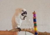 Rampaging Cockatoo Dominates Her Living Space