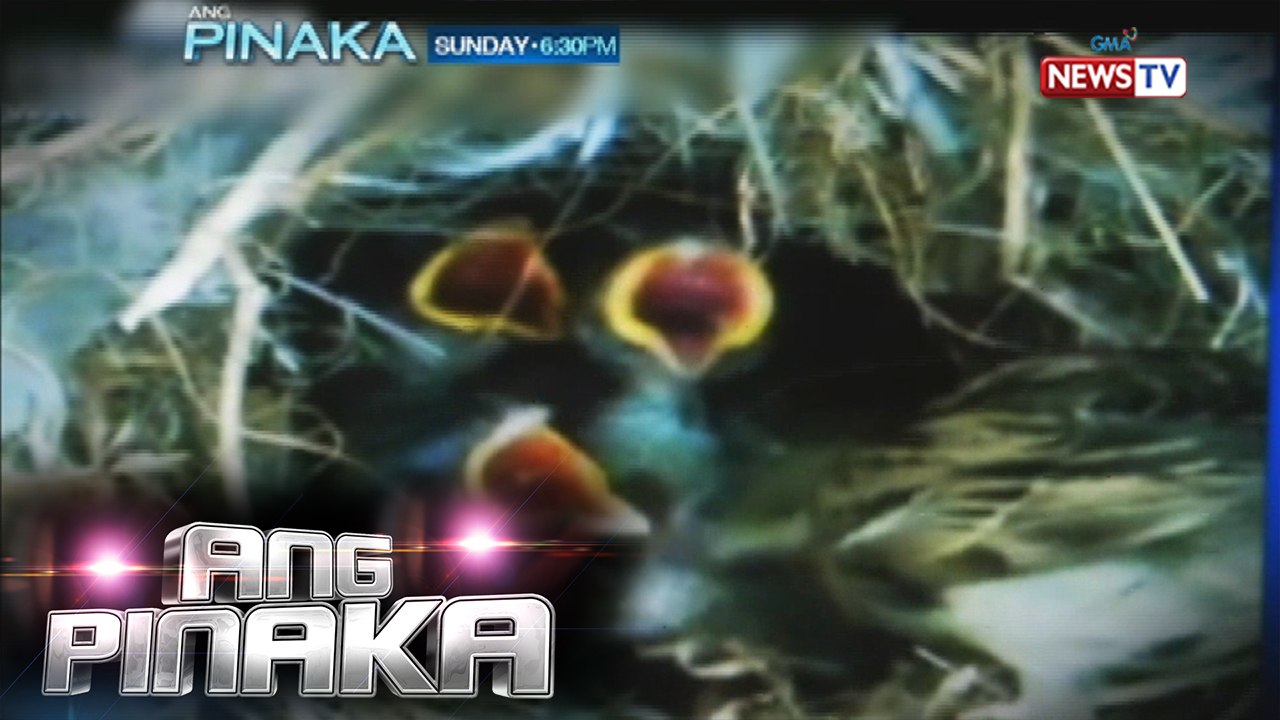 Ang Pinaka: Kakaibang Animal TLC