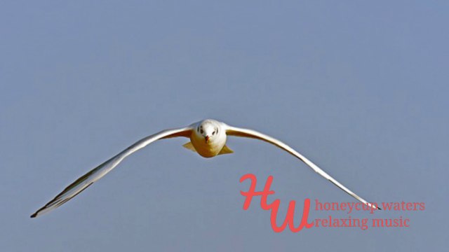 Happy Sax Background Music, Happy Sax Music Instrumental Honey 109