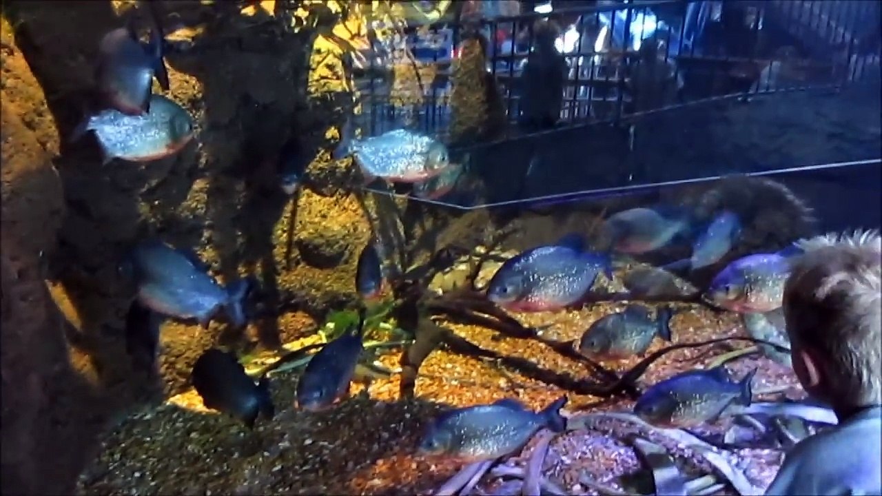 Ripleys Aquarium Myrtle Beach, SC (06.19.14)