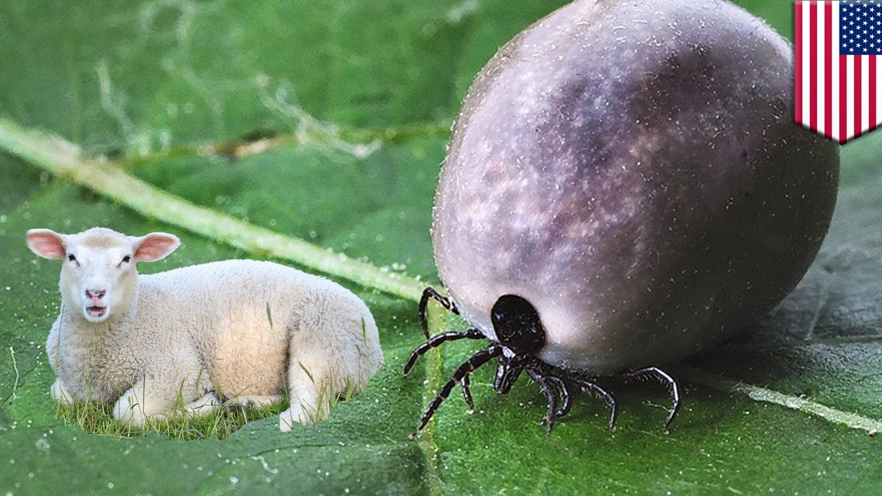 Over 1,000 Asian ticks INFESTED a N.J. sheep and farm last summer and no one knows how