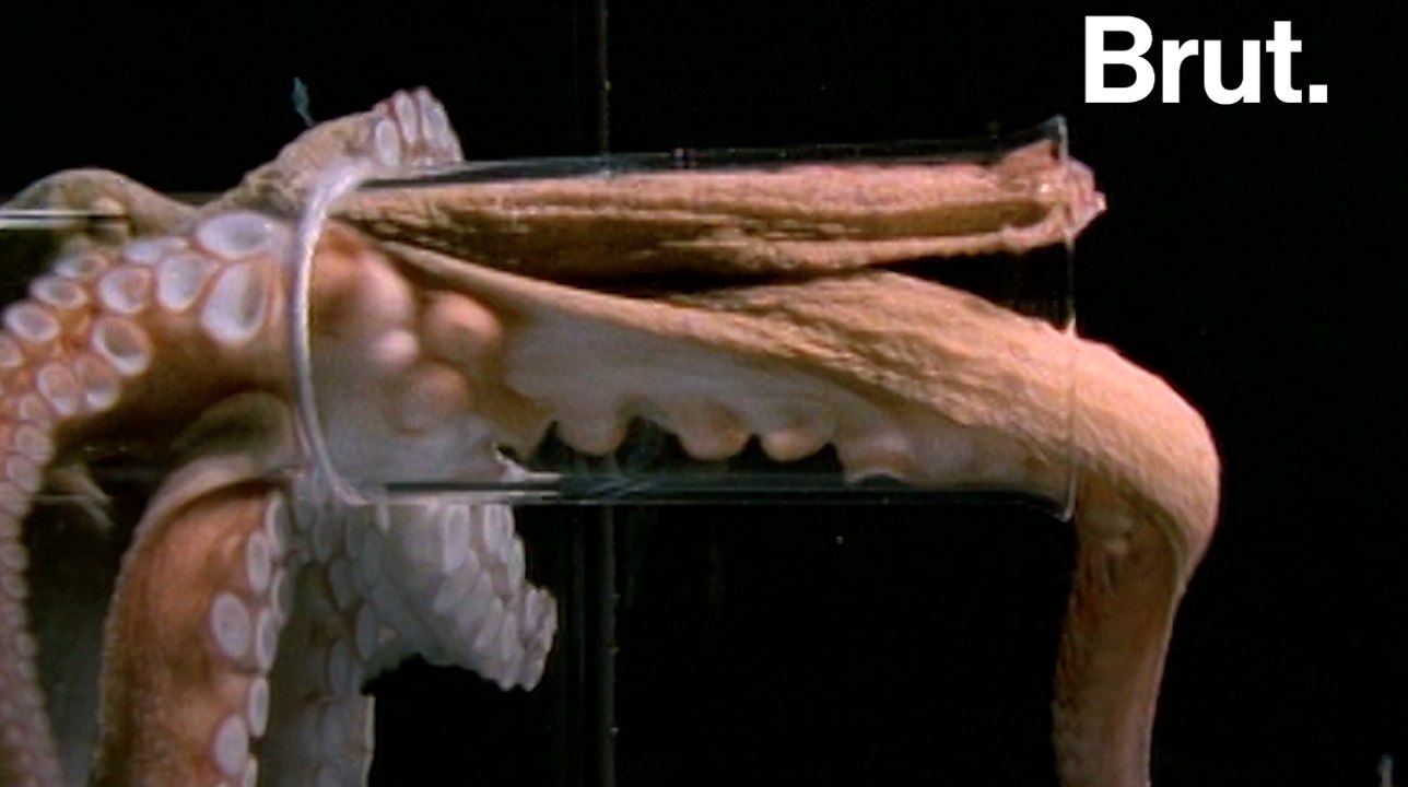 Comment les pieuvres s'échappent-elles ?