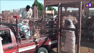 U.A.E. Abu Dhabi - Lively Al Ain camel & cattle market