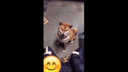 Un chien vexé par un tour de magie