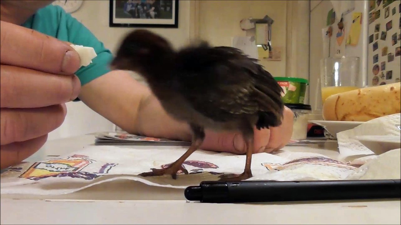 crazy quail