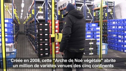 Le réchauffement menace "l'Arche de Noé végétale" en Arctique