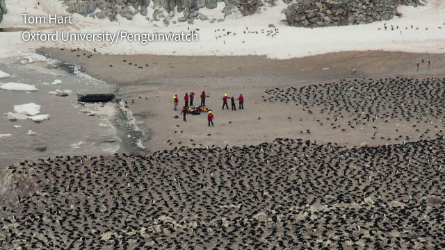 Antarctique: découverte de 1,5 million de manchots Adélie