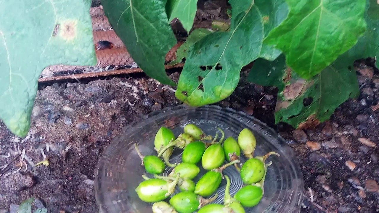 DICAS DE COMO COMBATER PRAGAS ,FUNGOS E DOENÇAS DE SUAS PLANTAS