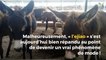 des milliers d’ânes en Afrique pour la « médecine traditionnelle » chinoise !