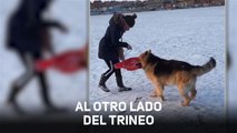 Cómo (no) enseñar a tu perro a ir en trineo