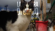 La santa di Cipro: mamma di 800 gatti