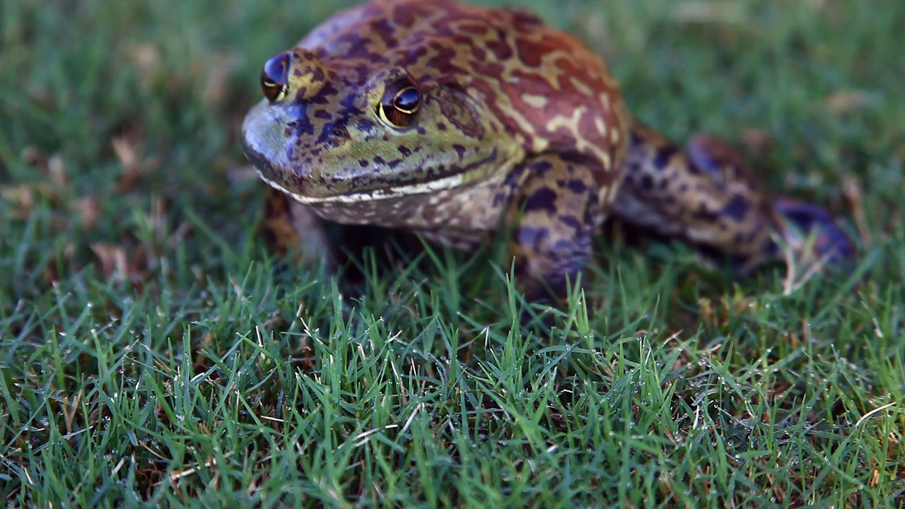 Ver Large Bullfrog up close