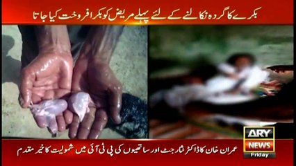 Two quakes claim to transplant goat's kidney after bizarre operation