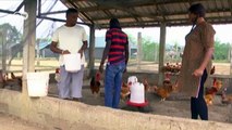 Zero-waste farming in Nigeria | DW English