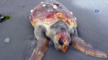 Yalova sahilinde ölü caretta caretta bulundu