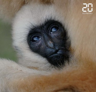 Le bébêtes show: les animaux de la semaine