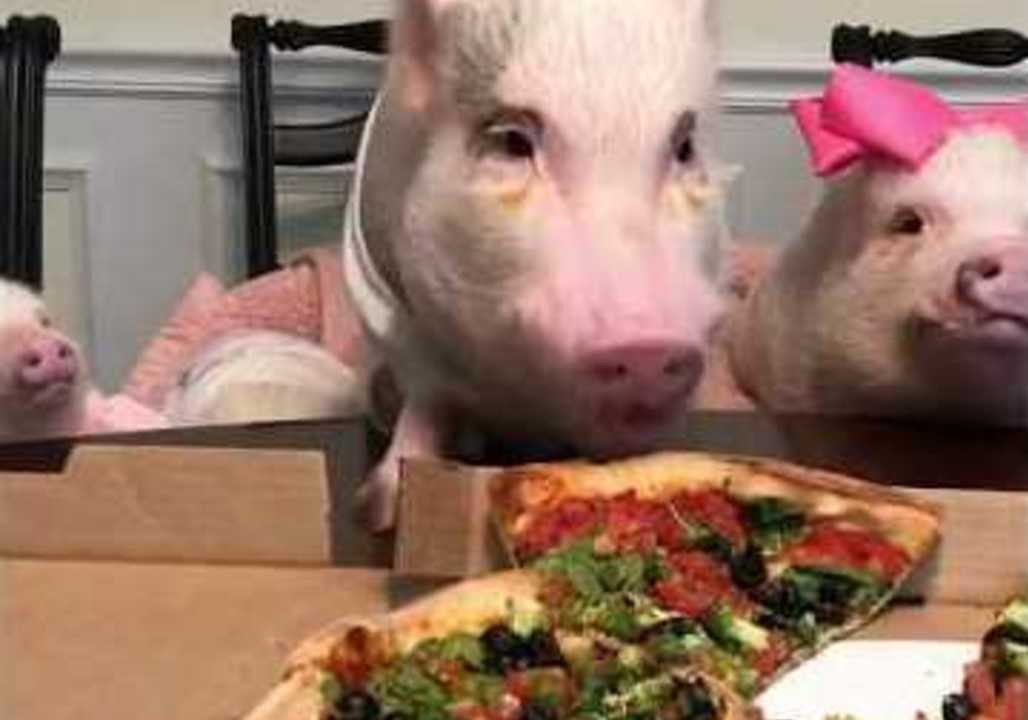 Pigs and Pug Have Pizza Party at Home