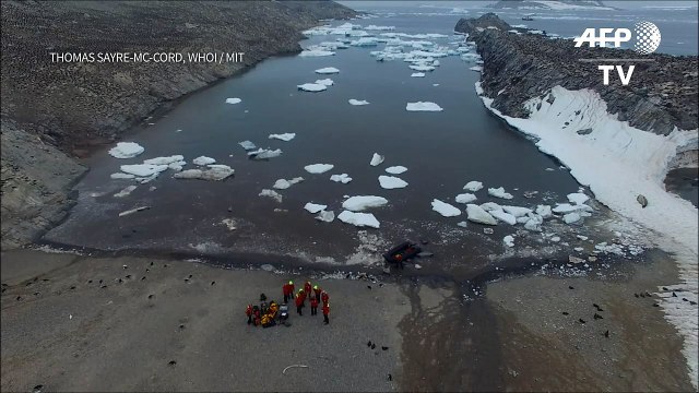 Descubren más de 1,5 millones de pingüinos adelaida