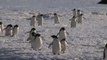 'Supercolony' of 1.5 Million Adelie Penguins Discovered from Space