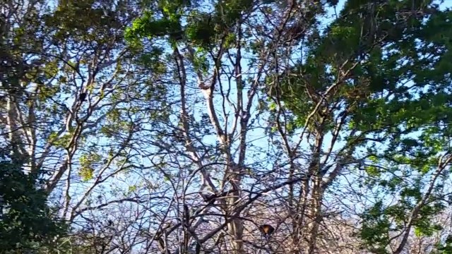 Marc voit des singes dans court en arrivant au Costa Rica