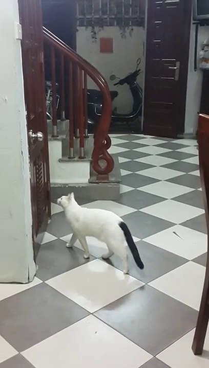 Ce chat est tellement intelligent... Regardez