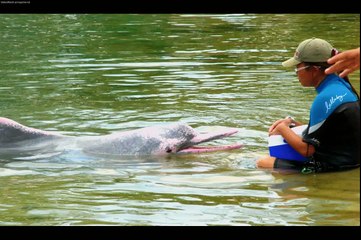 Il delfino rosa Inia geoffrensis