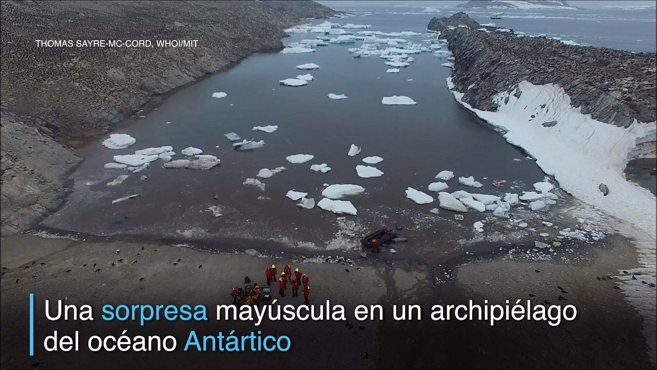 Inesperado hallazgo de pingüinos adelaida en el...