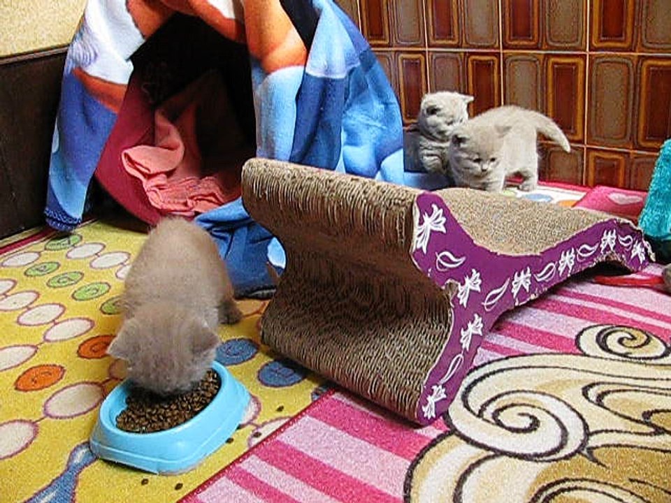 chatons British shorthair de Mamyco 02