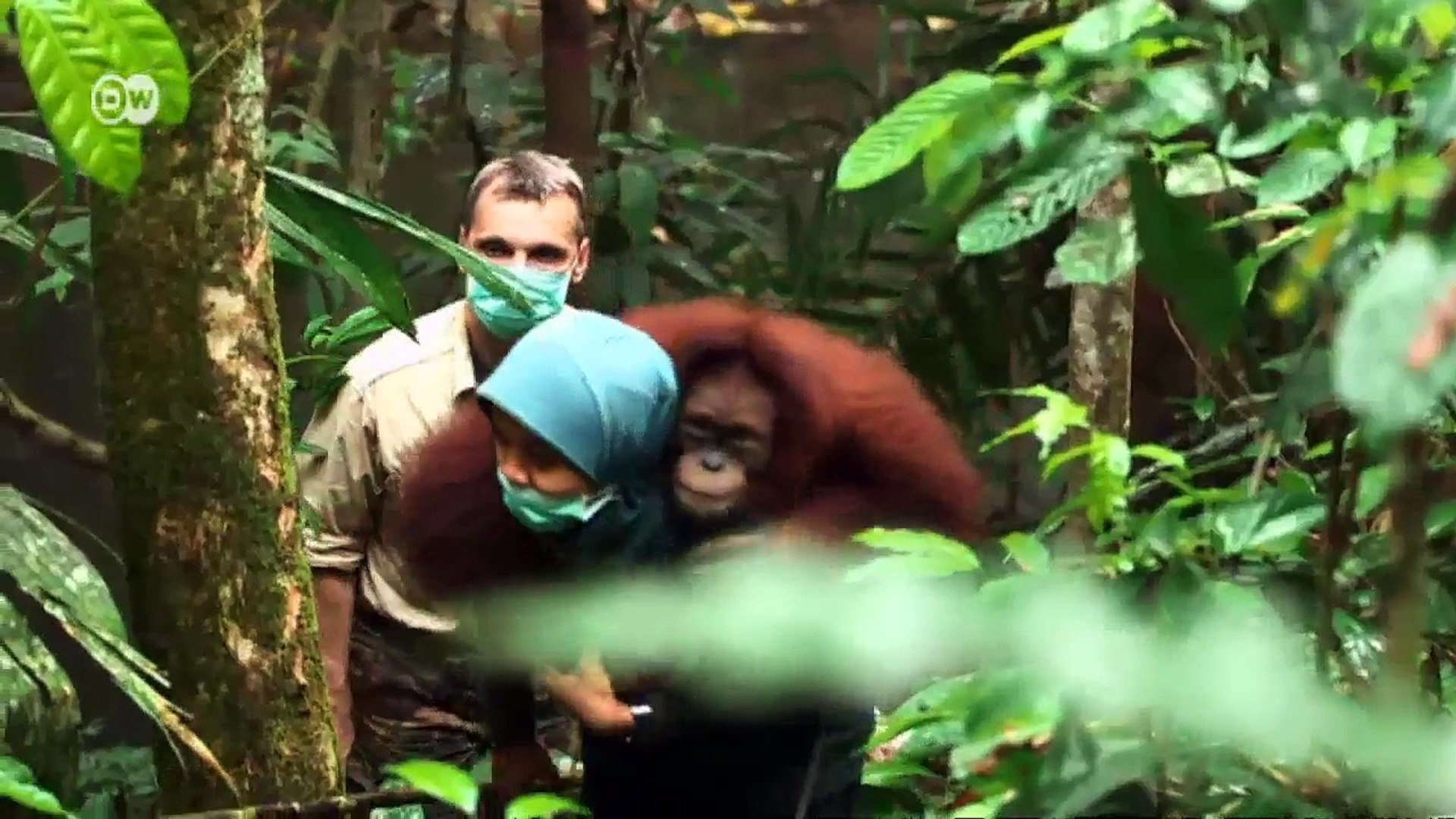 Indonesia - Help for Orangutans | Global 3000
