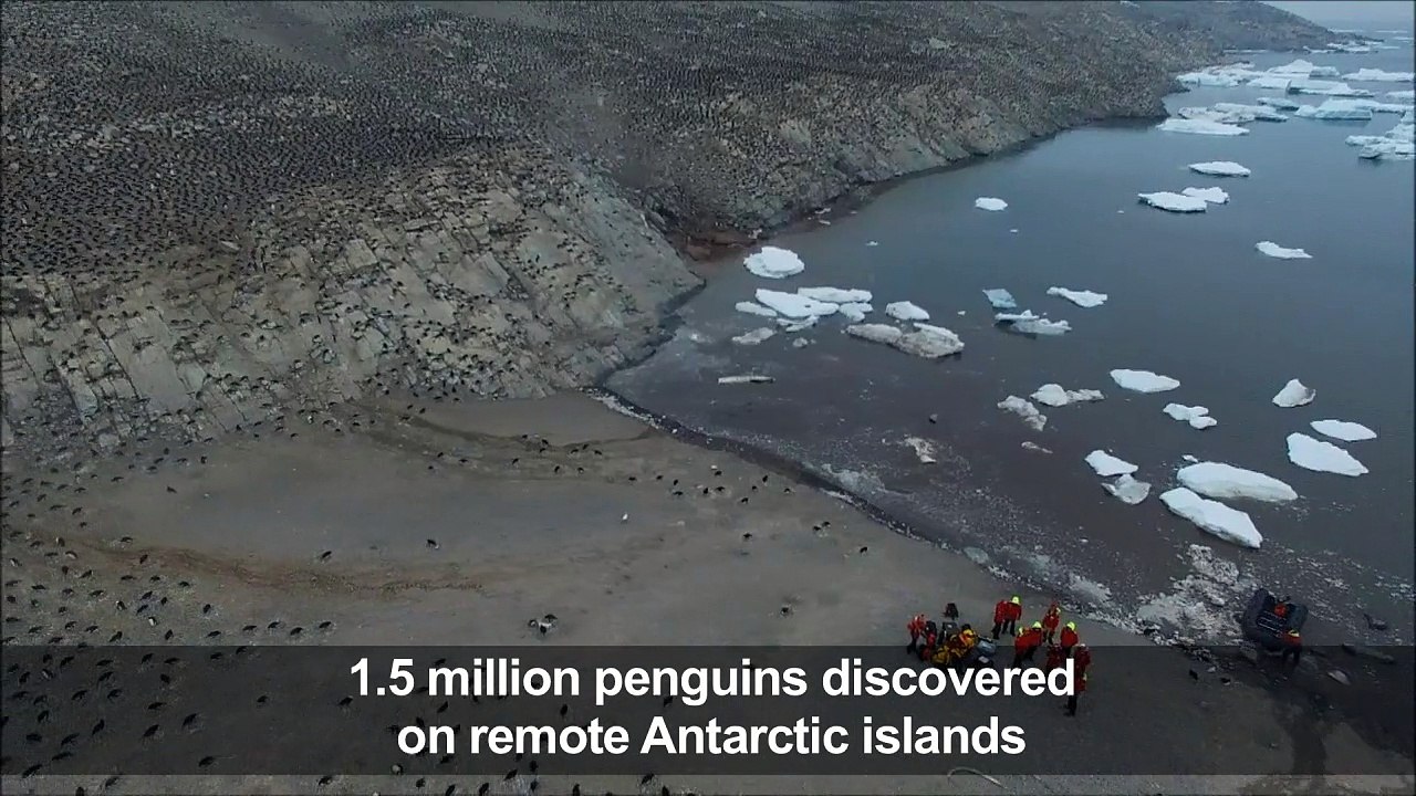 1.5 million penguins discovered on remote Antarctic islands