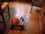 Biscotte joue au ballon