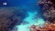 Great Barrier Reef Threatened by Coal Mining | Journal Reporter